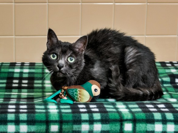 Shelter Stray Female Cat last seen Near BLOCK CALLE DEL ORO SANTA FE NM 87507, 100 Caja Del Rio Rd, Santa Fe, NM 87507, USA