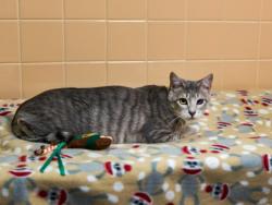 Shelter Stray Female Cat last seen Near BLOCK RAYON DR SANTA FE NM 87507, 100 Caja Del Rio Rd, Santa Fe, NM 87507, USA