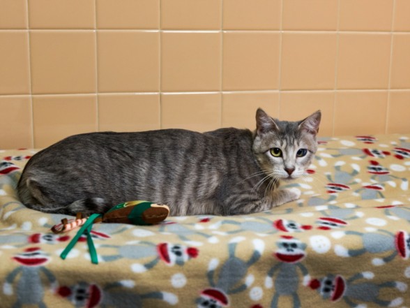 Shelter Stray Female Cat last seen Near BLOCK RAYON DR SANTA FE NM 87507, 100 Caja Del Rio Rd, Santa Fe, NM 87507, USA