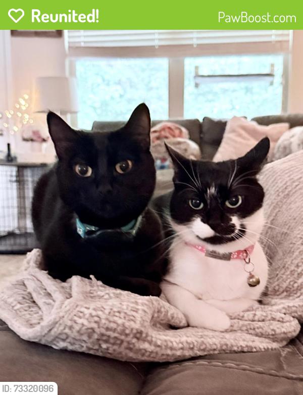 Reunited Female Cat last seen Vandenburg Drive, Villa Rica, GA 30180