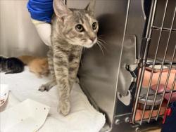Shelter Stray Female Cat last seen Near BLOCK CASAS DE MILAGROS, SANTA FE, 100 Caja Del Rio Rd, Santa Fe, NM 87507, USA