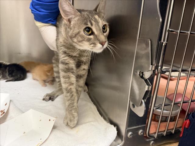 Shelter Stray Female Cat last seen Near BLOCK CASAS DE MILAGROS, SANTA FE, 100 Caja Del Rio Rd, Santa Fe, NM 87507, USA