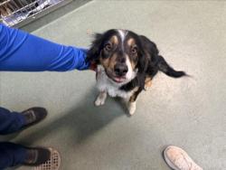 Shelter Stray Female Dog last seen NM 14 SAN MARCOS RD SANTA FE NM 87508, 100 Caja Del Rio Rd, Santa Fe, NM 87507, USA