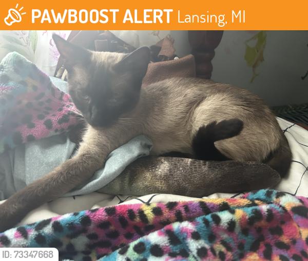 Found/Stray Female Cat last seen Cesar Chavez & Ballard Street, Lansing, MI 48906