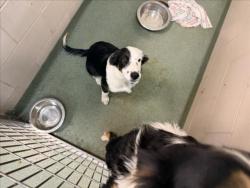 Shelter Stray Female Dog last seen NM 14 SAN MARCOS RD SANTA FE NM 87508, 100 Caja Del Rio Rd, Santa Fe, NM 87507, USA
