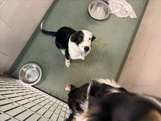 Shelter Stray Female Dog last seen NM 14 SAN MARCOS RD SANTA FE NM 87508, 100 Caja Del Rio Rd, Santa Fe, NM 87507, USA
