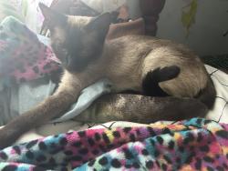 Found/Stray Female Cat last seen Cesar Chavez & Ballard Street, Lansing, MI 48906