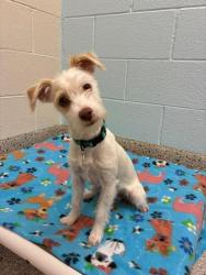 Shelter Stray Male Dog last seen Near BLOCK 96TH AVE, 12155 Park Blvd, Brighton, CO 80601, USA