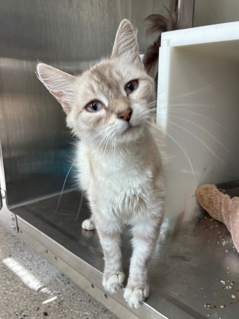 Shelter Stray Female Cat last seen Near BLOCK VOILES ST, 12155 Park Blvd, Brighton, CO 80601, USA