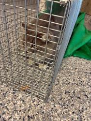 Shelter Stray Unknown Cat last seen Near BLOCK E 98TH PL, 12155 Park Blvd, Brighton, CO 80601, USA
