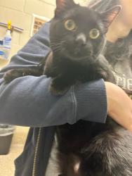 Shelter Stray Male Cat last seen WASHINGTON AND THORNTON PKWY, 12155 Park Blvd, Brighton, CO 80601, USA
