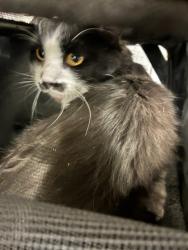Shelter Stray Male Cat last seen BROMLEY PARK, 12155 Park Blvd, Brighton, CO 80601, USA