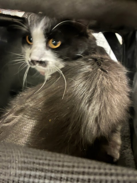 Shelter Stray Male Cat last seen BROMLEY PARK, 12155 Park Blvd, Brighton, CO 80601, USA