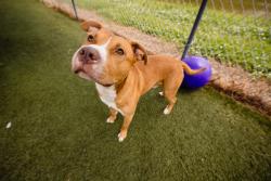 Shelter Stray Male Dog last seen , 2769 Conroy Rd, Orlando, FL 32839, USA