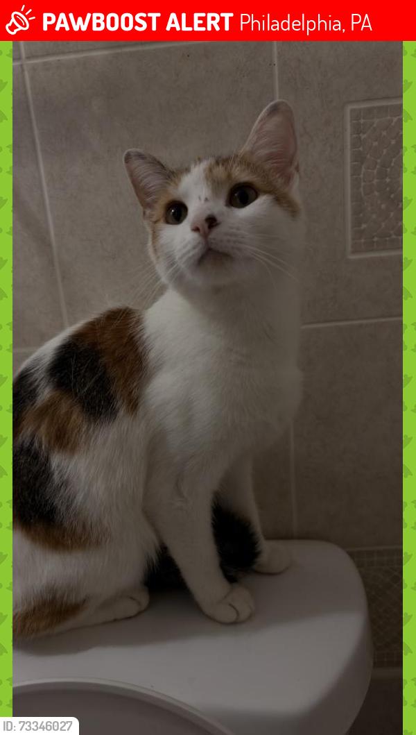 Lost Female Cat last seen Caraway road, Philadelphia, PA 19132