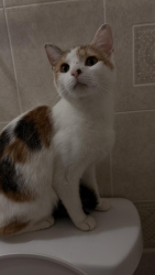 Lost Female Cat last seen Caraway road, Philadelphia, PA 19132