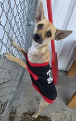 Shelter Stray Male Dog last seen Near BLOCK VIRGINIA AVE, BAKERSFIELD CA 93307, 3951 Fruitvale Ave, Bakersfield, CA 93308, USA