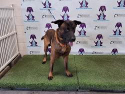 Shelter Stray Male Dog last seen , 2769 Conroy Rd, Orlando, FL 32839, USA