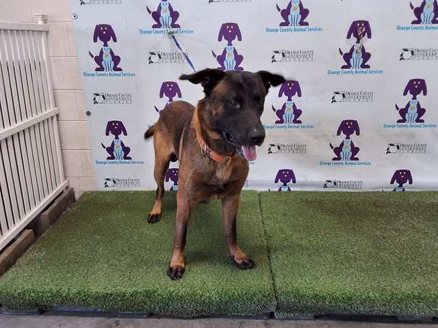 Shelter Stray Male Dog last seen , 2769 Conroy Rd, Orlando, FL 32839, USA