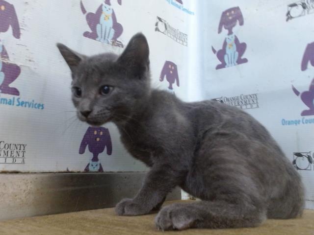 Shelter Stray Male Cat last seen , 2769 Conroy Rd, Orlando, FL 32839, USA