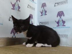 Shelter Stray Female Cat last seen , 2769 Conroy Rd, Orlando, FL 32839, USA