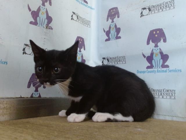 Shelter Stray Female Cat last seen , 2769 Conroy Rd, Orlando, FL 32839, USA