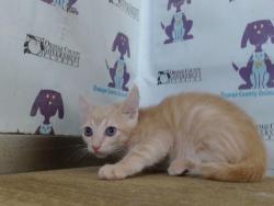 Shelter Stray Male Cat last seen , 2769 Conroy Rd, Orlando, FL 32839, USA