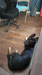 Found/Stray Male Dog last seen Loop 338 & Bates Field Rd, Ector County, TX 79763