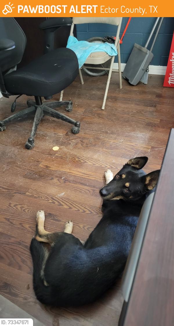 Found/Stray Male Dog last seen Loop 338 & Bates Field Rd, Ector County, TX 79763