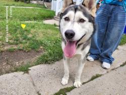 Shelter Stray Male Dog last seen Near BLOCK WISCONSIN ST, DETROIT, MI 48204, 7401 Chrysler Dr, Detroit, MI 48211, USA