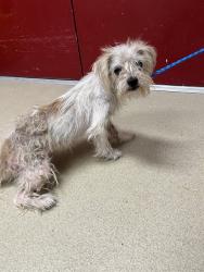 Shelter Stray Female Dog last seen BROWNSVILLAGE/ COMMERCIAL DR, 31078 LA-36, Lacombe, LA 70445, USA