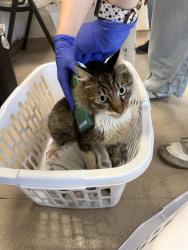 Shelter Stray Male Cat last seen Near BLK GAVIOTA AVE, LONG BEACH, CA 90805, 7700 E Spring St, Long Beach, CA 90815, USA