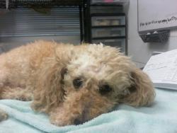 Shelter Stray Female Dog last seen Near BLOCK DEL MONTE SW, 8920 Lomas Blvd NE, Albuquerque, NM 87112, USA