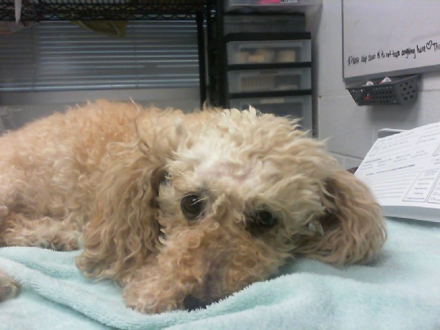 Shelter Stray Female Dog last seen Near BLOCK DEL MONTE SW, 8920 Lomas Blvd NE, Albuquerque, NM 87112, USA