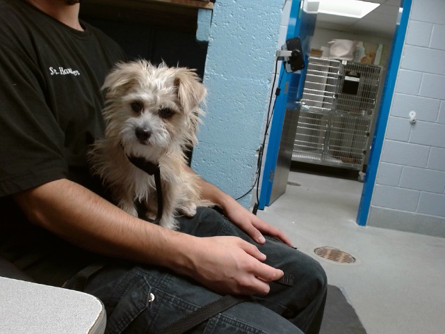 Shelter Stray Male Dog last seen INDIAN SCHOOL / BROADWAY, 11800 Sunset Gardens Rd SW, Albuquerque, NM 87121, USA