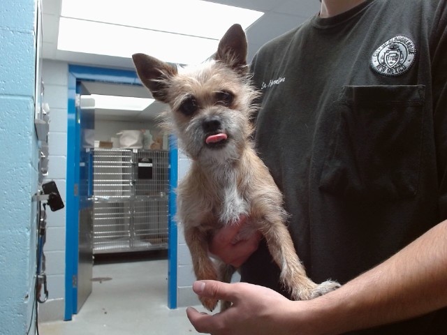 Shelter Stray Male Dog last seen 19TH / ZEARING, 11800 Sunset Gardens Rd SW, Albuquerque, NM 87121, USA