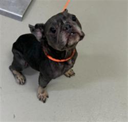 Shelter Stray Female Dog last seen SOMEWHERE BY CRANES ROOST, 232 Eslinger Way, Sanford, FL 32773, USA