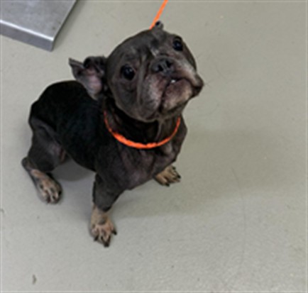 Shelter Stray Female Dog last seen SOMEWHERE BY CRANES ROOST, 232 Eslinger Way, Sanford, FL 32773, USA