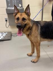 Shelter Stray Female Dog last seen , 232 Eslinger Way, Sanford, FL 32773, USA