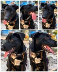 Shelter Stray Female Dog last seen , 4710 TX-151, San Antonio, TX 78227, USA