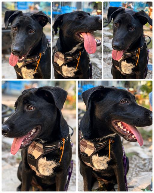 Shelter Stray Female Dog last seen , 4710 TX-151, San Antonio, TX 78227, USA