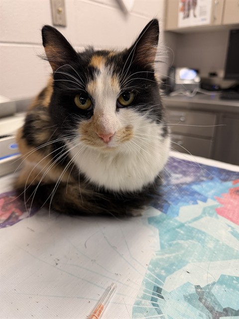 Shelter Stray Female Cat last seen EAGLESONG TRL, CASTLE ROCK, 4556 Castleton Ct, Castle Rock, CO 80109, USA