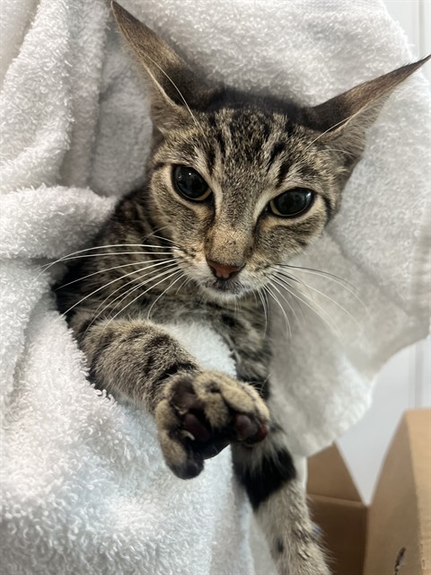 Shelter Stray Unknown Cat last seen HILLSOBORO BLVD BRIDGE SRA1A, Pompano Beach, Florida, 2400 SW 42nd St, Fort Lauderdale, FL 33312, USA