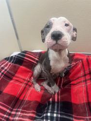 Shelter Stray Female Dog last seen Near BLOCK HARRISON ST, HOLLYWOOD FL 33019, 2400 SW 42nd St, Fort Lauderdale, FL 33312, USA