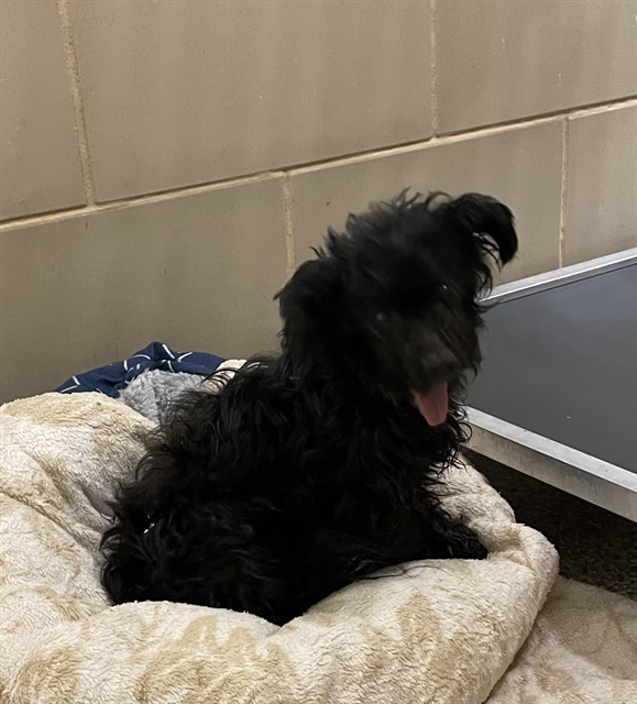 Shelter Stray Female Dog last seen Near BLOCK ST LOUIS AVE, PUEBLO CO 81004, 4600 Eagleridge Pl, Pueblo, CO 81008, USA