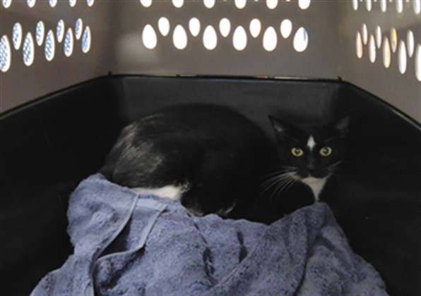 Shelter Stray Female Cat last seen , 3001 2nd St SW, Albuquerque, NM 87105, USA