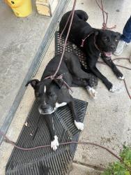 Found/Stray Male Dog last seen Andrew’s and Peoria, Denver, CO 80239