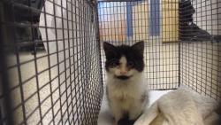 Shelter Stray Unknown Cat last seen Near BLOCK ST SW 94 AVE, 3599 NW 79th Ave, Doral, FL 33122, USA