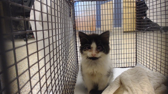 Shelter Stray Unknown Cat last seen Near BLOCK ST SW 94 AVE, 3599 NW 79th Ave, Doral, FL 33122, USA