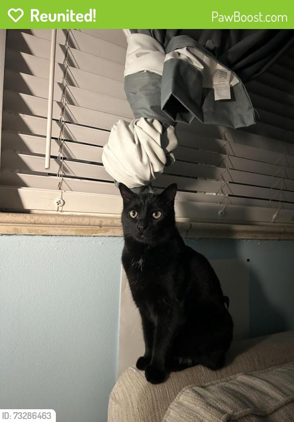 Reunited Male Cat last seen S. Holly st. and Mexico Ave. 80222. Ashgrove park., Denver, CO 80222
